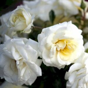 'Summerâ¢ Palace'Â®